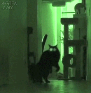 물리엔진에 오류난 생물.gif | 인스티즈