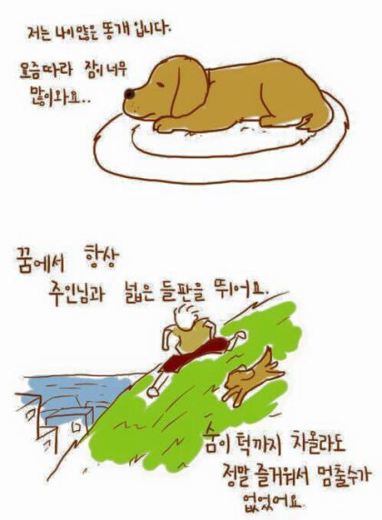 강아지의 마지막 | 인스티즈