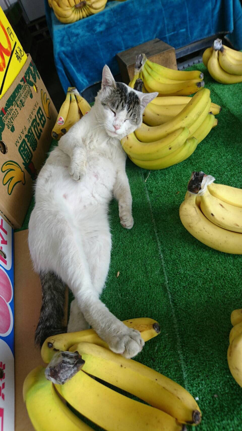 혀니혀니 이미지
