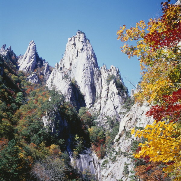 단풍 이미지