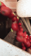 과일 골라주는 기계,,,gif | 인스티즈
