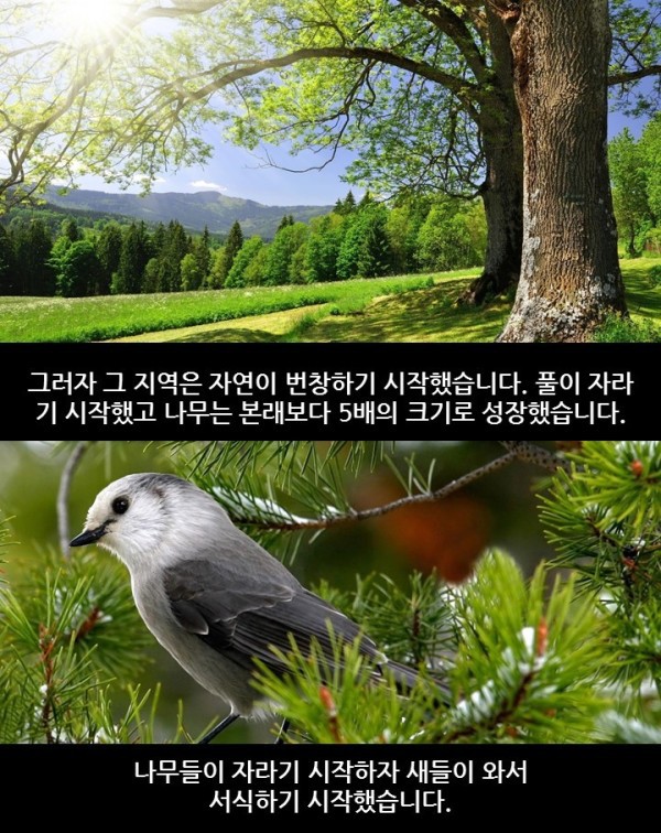 늑대가 생태계에 미치는 영향 | 인스티즈