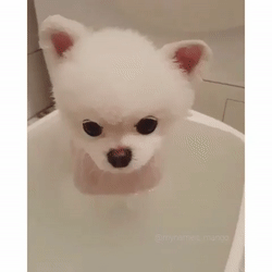 목욕하다 조는 멍멍이 | 인스티즈