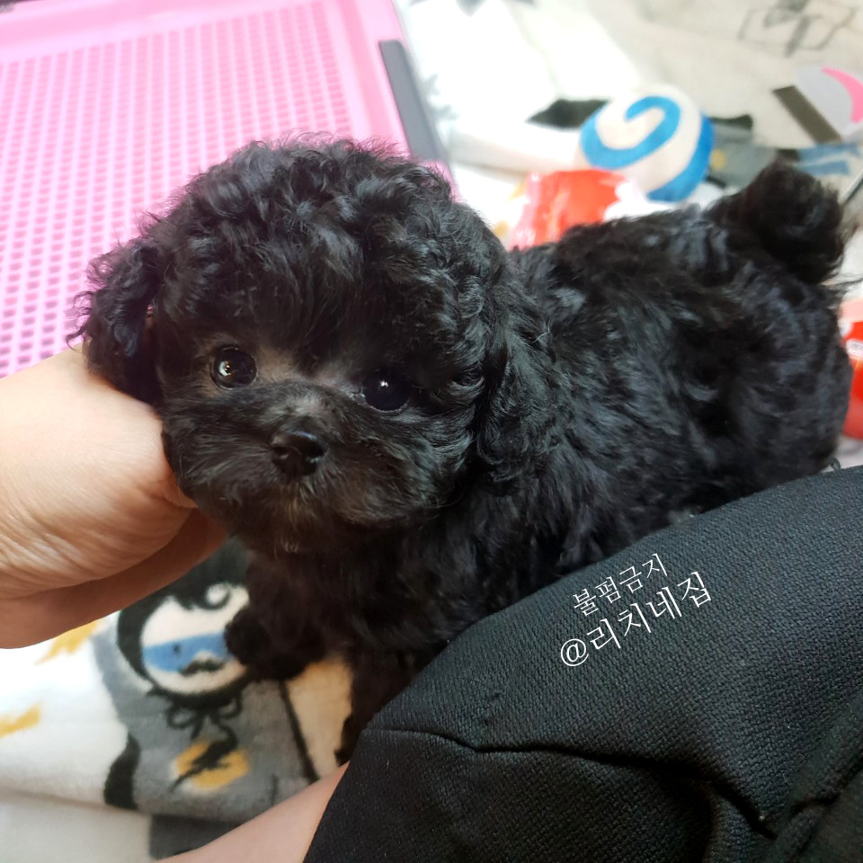 실버리치 이미지