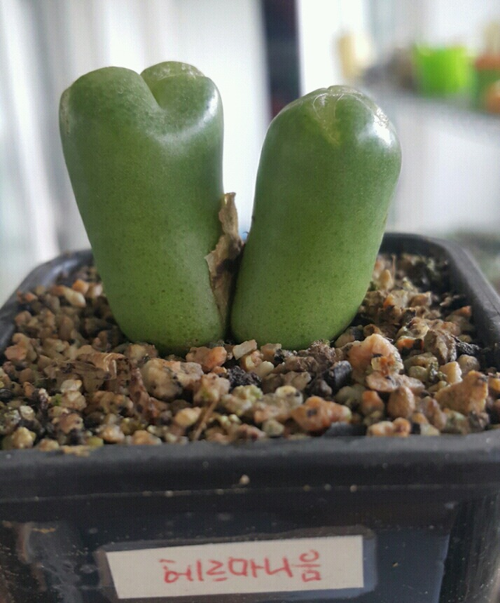 헤르마 이미지
