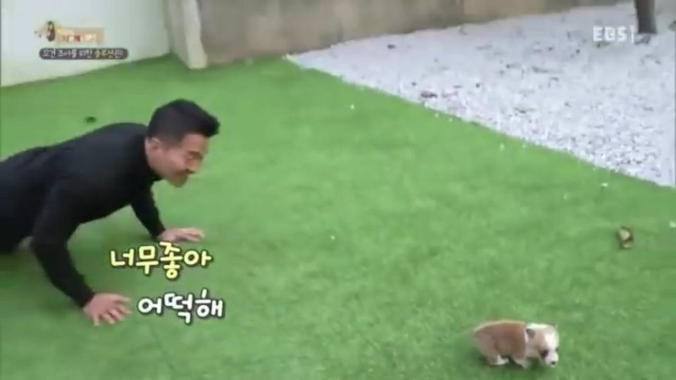 강아지 때문에 심정지 온 조련사 | 인스티즈