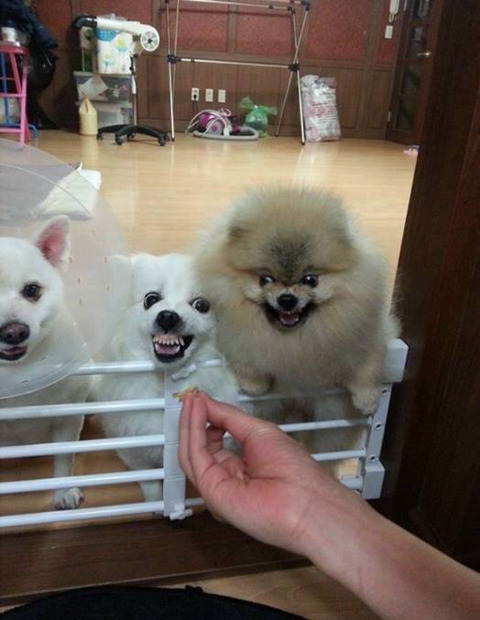 당장 내 입에 넣어!!! | 인스티즈
