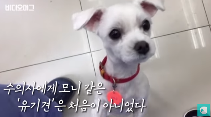 폭염 속 버려진 똘똘이가 모니로 개명한 사연 | 인스티즈