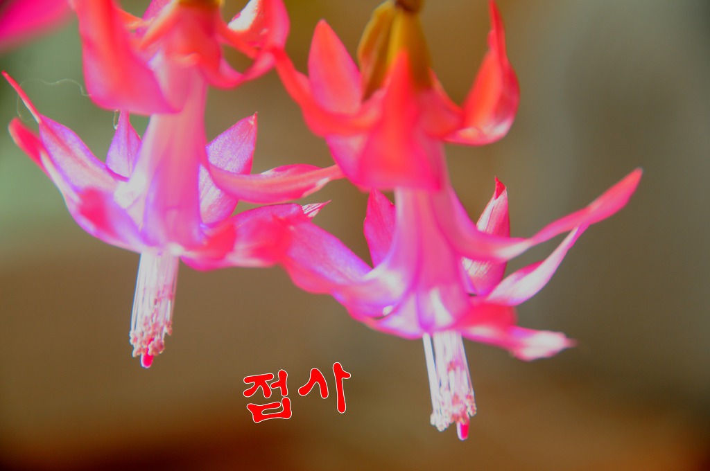 개발선인장 이미지