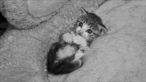 아기 고양이 | 인스티즈