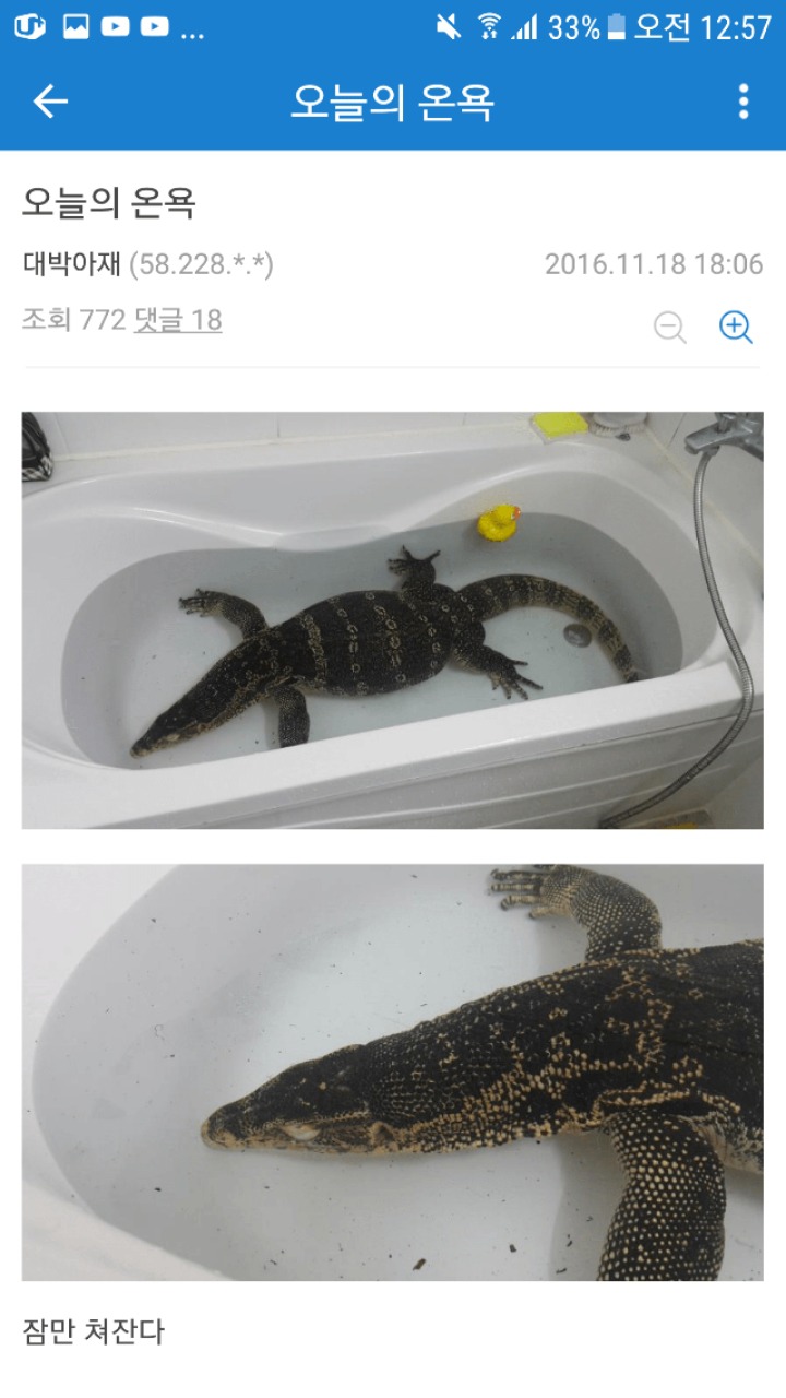 집에서 왕도마뱀 키우는 디씨인.jpg | 인스티즈