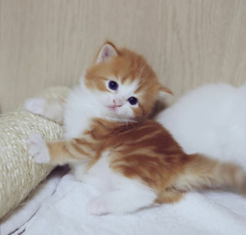 악마가 악마인 이유 | 인스티즈