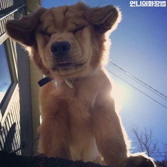 심장을 폭행하는 커여운 인절미들 | 인스티즈