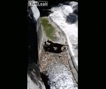 혐주의) 술에 취해서 호랑이 우리안으로.. | 인스티즈