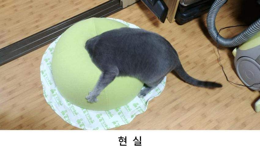 고양이집 이상과 현실 | 인스티즈