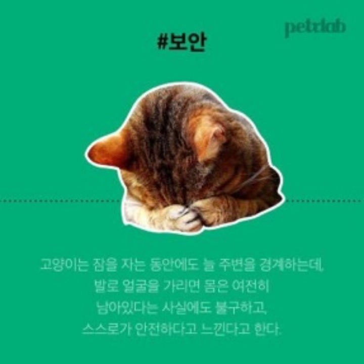 고양이가 발로 눈가리고 자는이유.JPG | 인스티즈