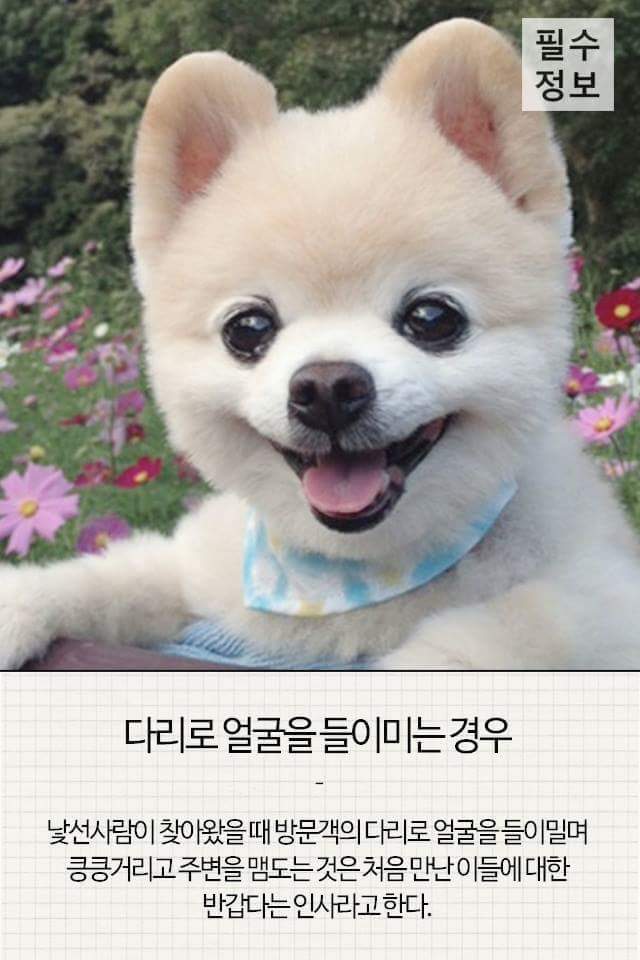 반려견이 기분 좋을때 하는 행동 | 인스티즈