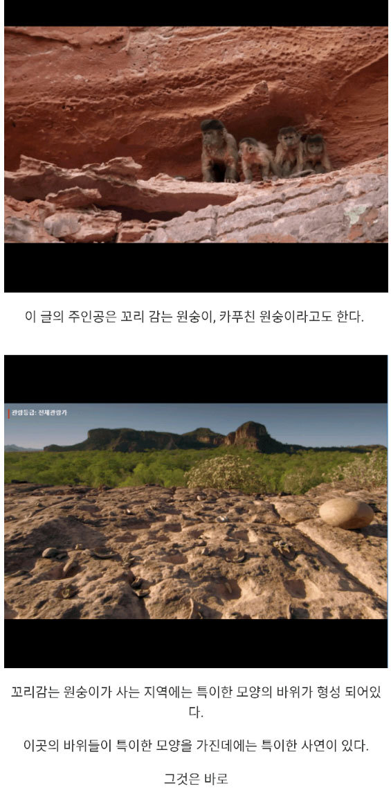 원숭이 진화의 시작 | 인스티즈
