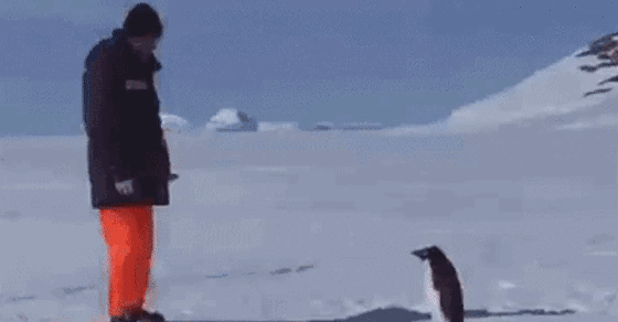 펭귄 싫어하는 사람.gif | 인스티즈