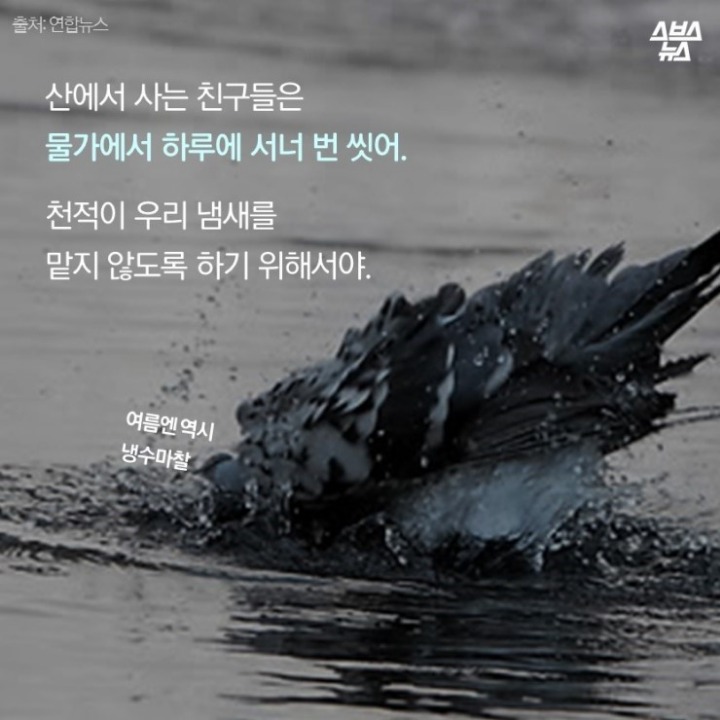 데려온 것도 인간이고 유해동물 취급도 인간이 하네-비둘기는 억울하다 | 인스티즈