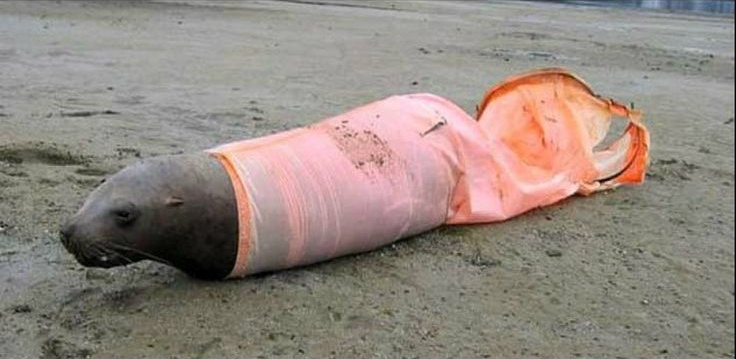 심각한 바다오염.jpg | 인스티즈