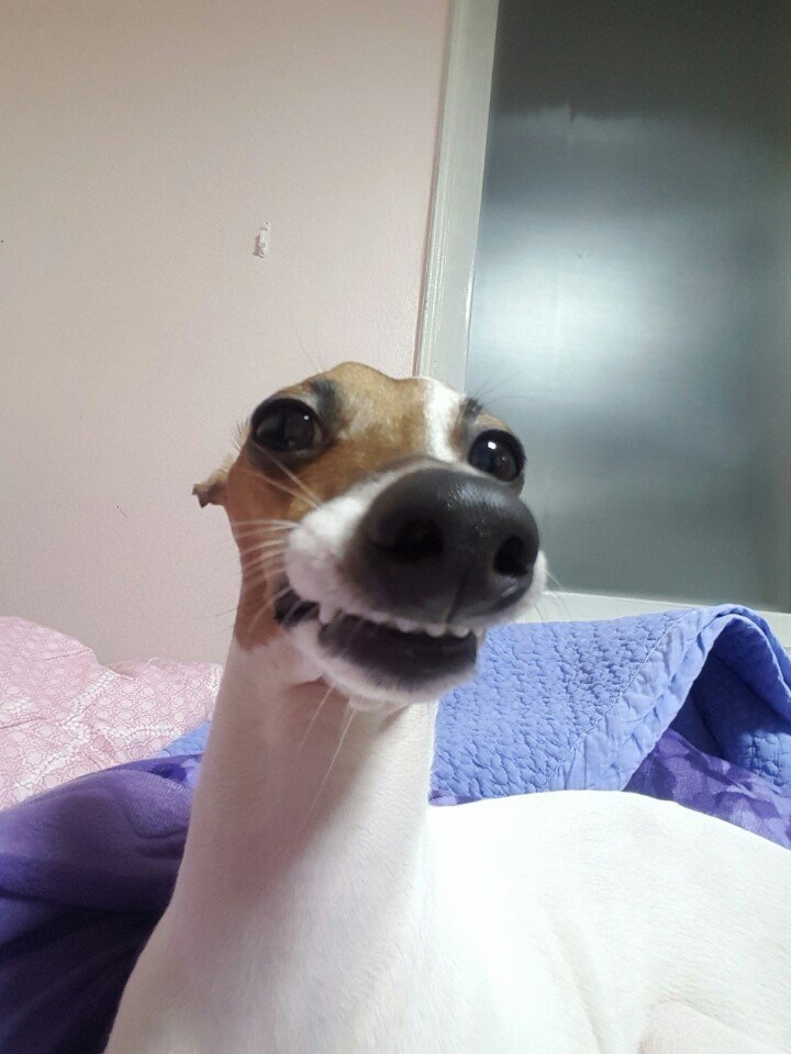 디시에 유명한 개사진이라는데.jpg | 인스티즈