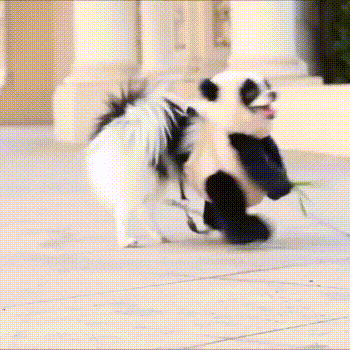 춤추는 아기판다.gif | 인스티즈