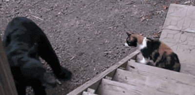 냥아지 묘성 수준.gif | 인스티즈