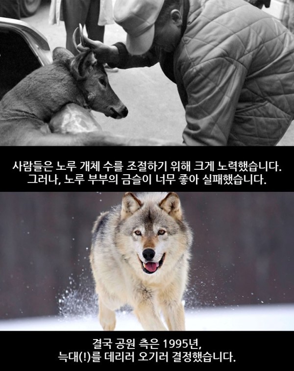 늑대가 생태계에 미치는 영향 | 인스티즈