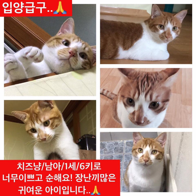 안락사명단 19마리 강아지 고양이 보고가줘..ㅠㅠ | 인스티즈