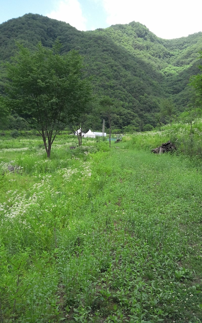 용소원 이미지