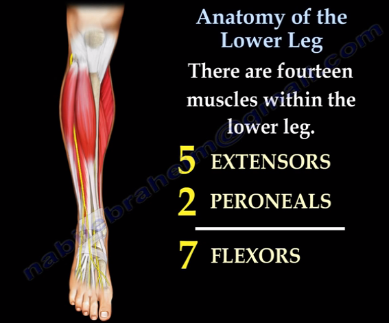 Anatomy Of The Lower Leg - Everything You Need To Know - Dr. Nabil